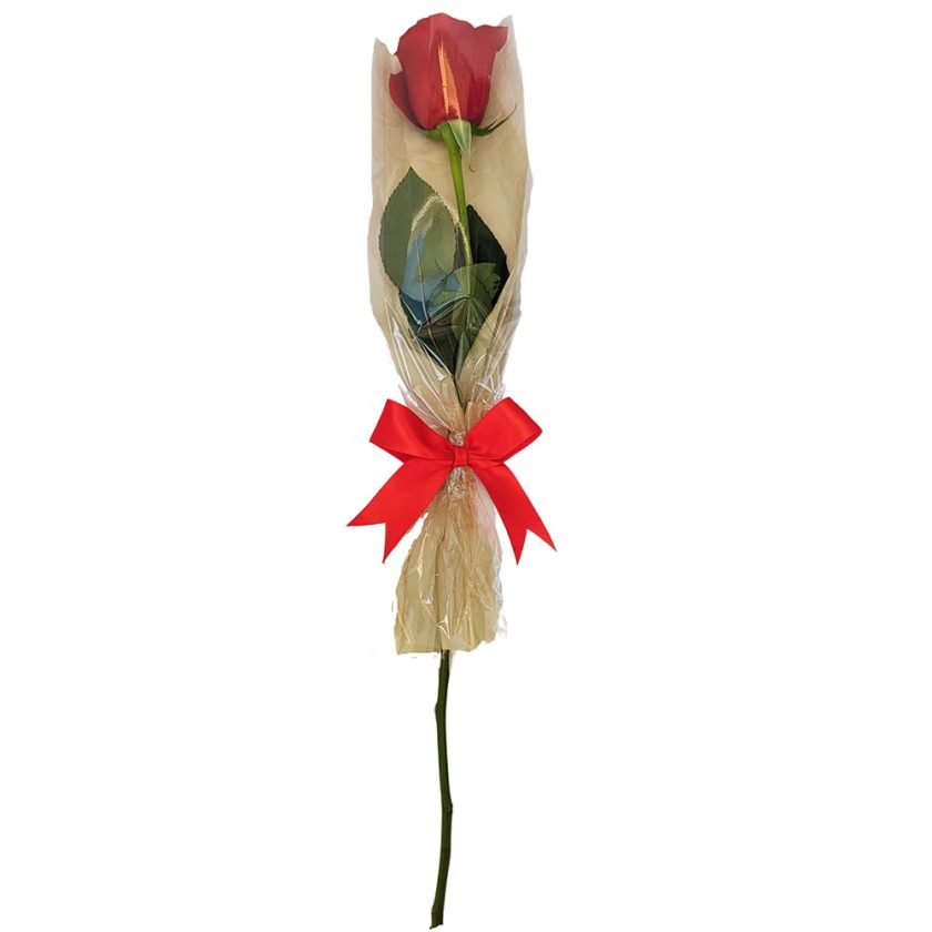 Single Rose Wrapped In Cellophane AVP Flowers single-rose-wrapped-in-cellophane-avp-flowers